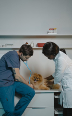 veterinario